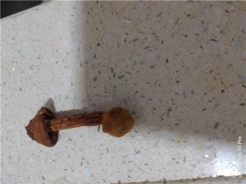 第一次吃姬松茸，感觉根部比头部还漂亮，不知根部能不能吃？谢谢！