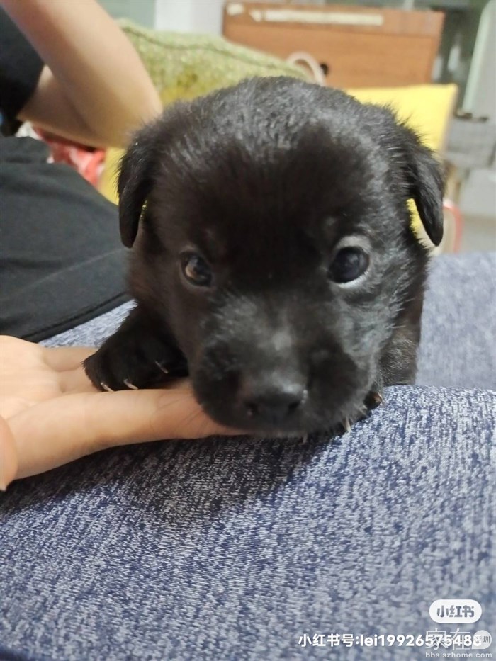 刚买回来一个多月