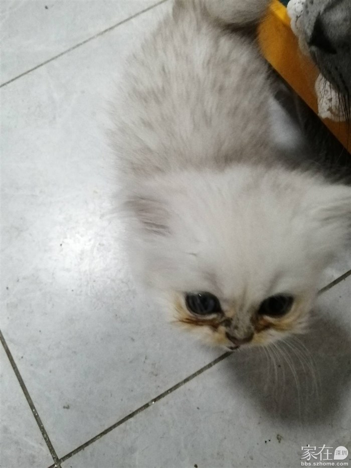 一个多月的小金吉拉 特别可爱活泼漂亮 已经会吃猫粮会用猫砂了 有喜爱小猫咪的可以预定了。