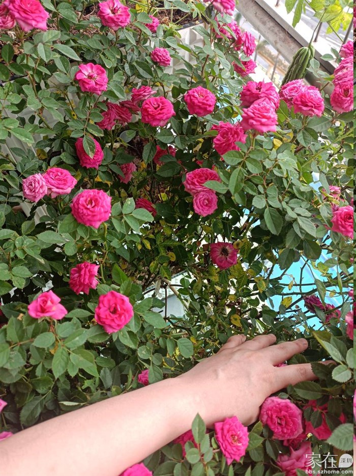 扒开月季丛有很多黄叶