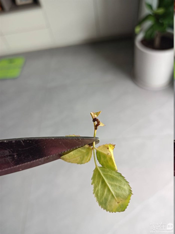 有条小王八蛋虫子